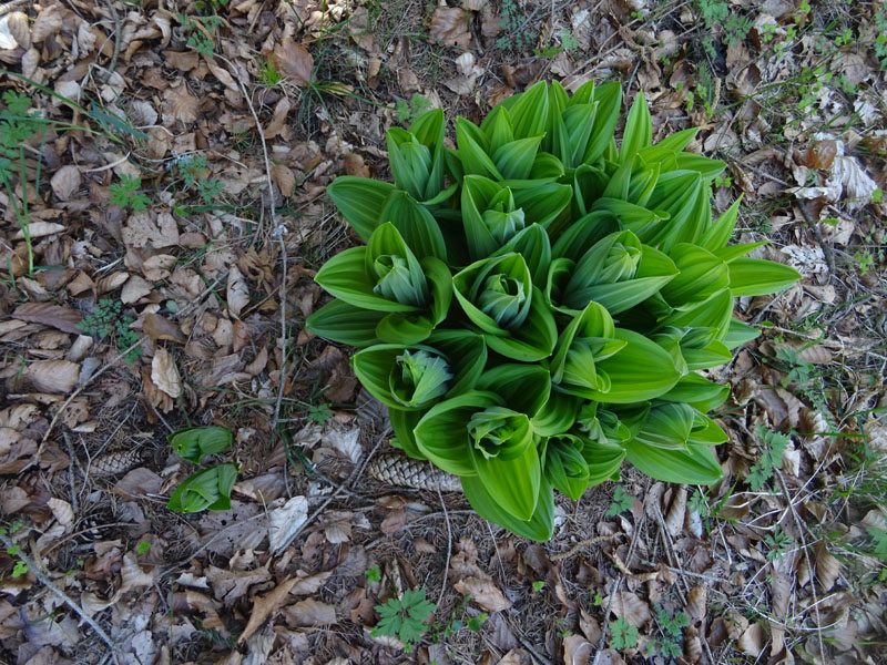Veratrum album